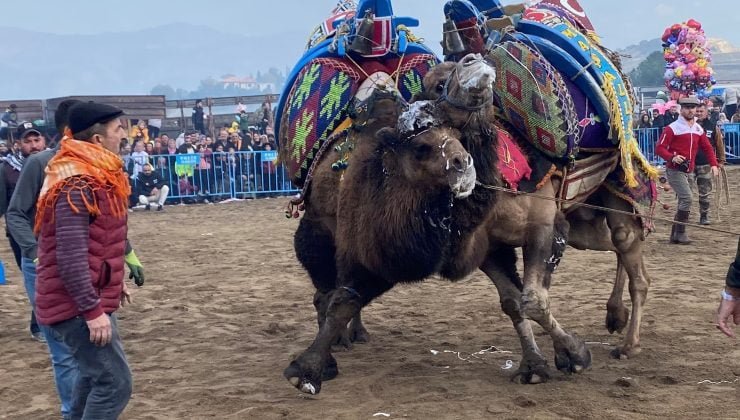Alaşehir’de deve güreşi şenliği | 4. Yörük Türkmen Şenliği düzenledi