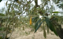 Zeytin üreticisi kara kara düşünüyor | Aşırı yağış zeytini vurdu