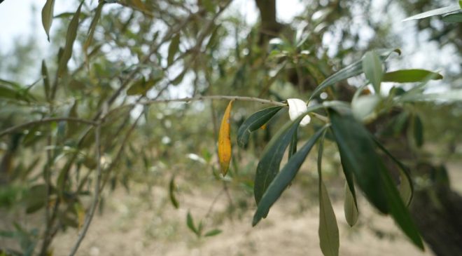 Zeytin üreticisi kara kara düşünüyor | Aşırı yağış zeytini vurdu
