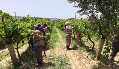 Manisa’da tarım işçilerine sıcak uyarısı | Güneş Çarpmalarına dikkat…