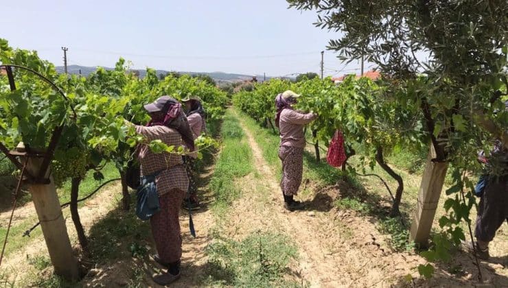 Manisa’da tarım işçilerine sıcak uyarısı | Güneş Çarpmalarına dikkat…