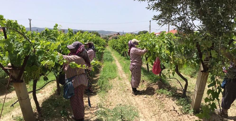 Manisa’da tarım işçilerine sıcak uyarısı | Güneş Çarpmalarına dikkat…