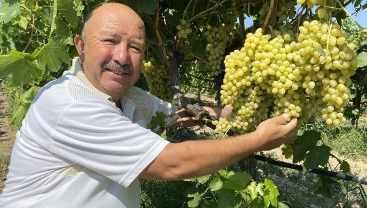 Alaşehirli üzüm üreticilerini sevindiren gelişme| Alışverişlerini güvenle yapabilecekler