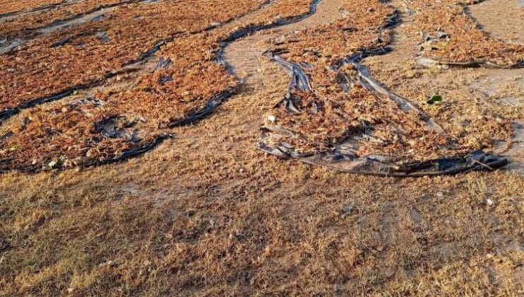 Alaşehir’de üzümleri sağanak vurdu |Yağış kuru üzüm sergilerine zarar verdi